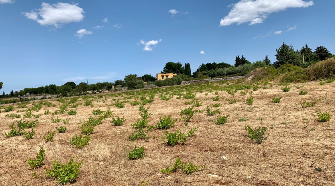 Terreno edificabile