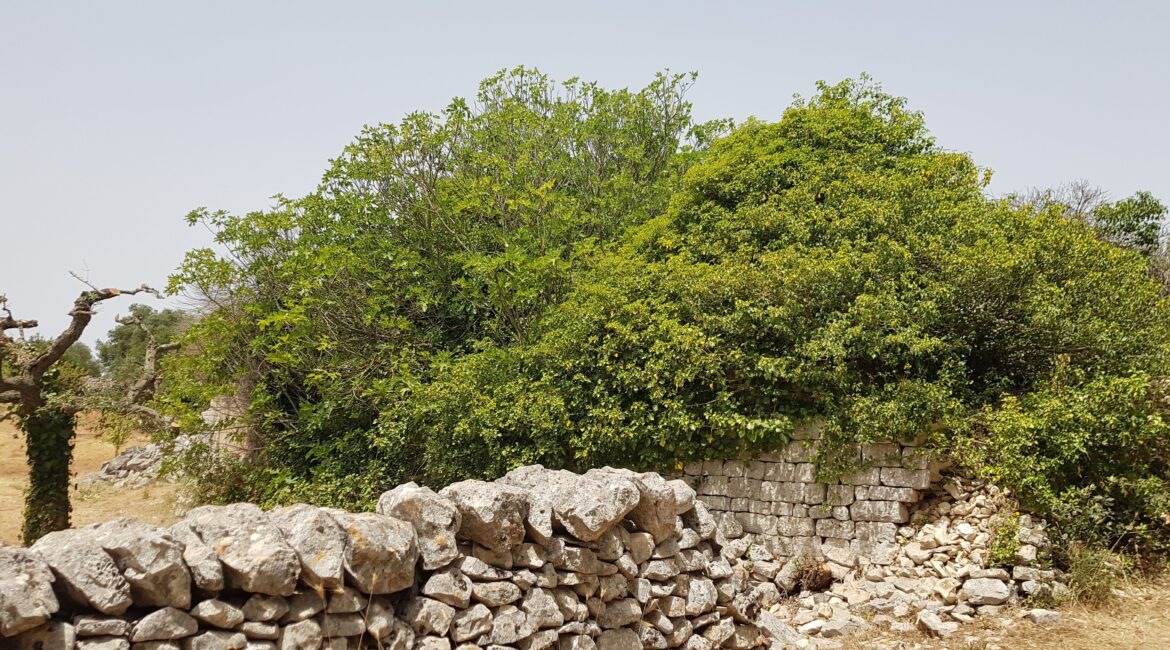 Trullo e lamia
