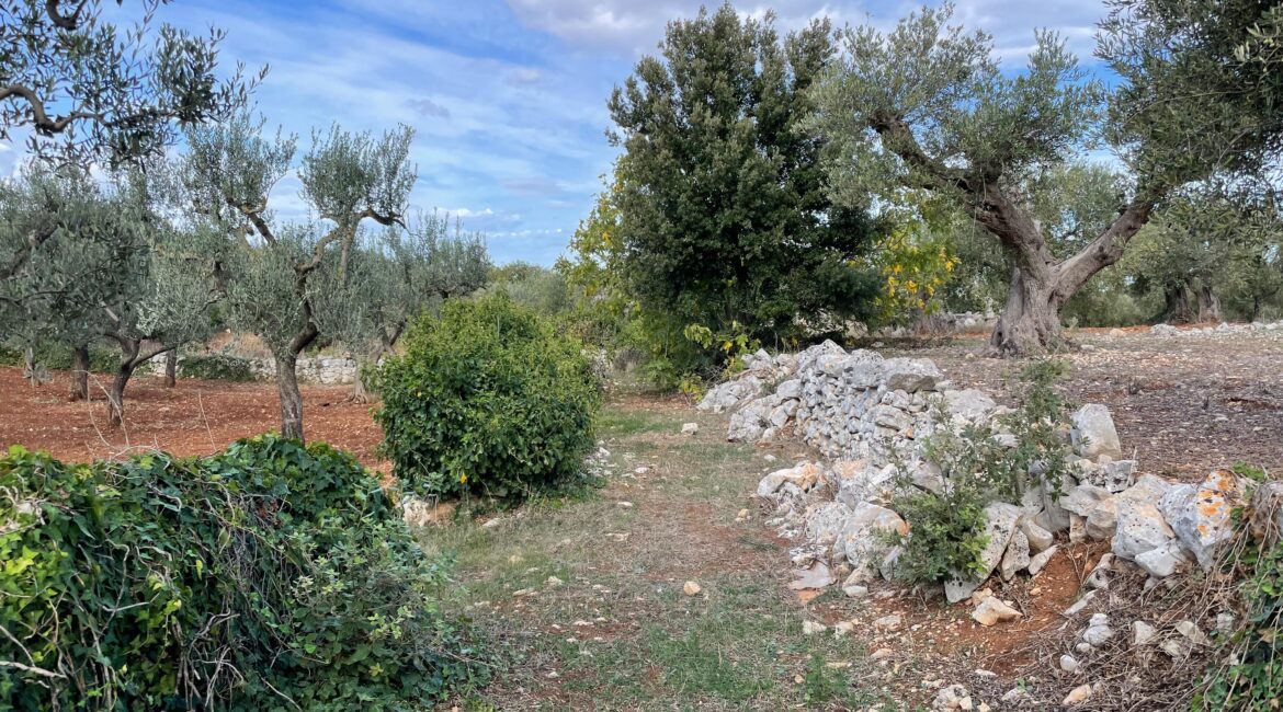 Terreno