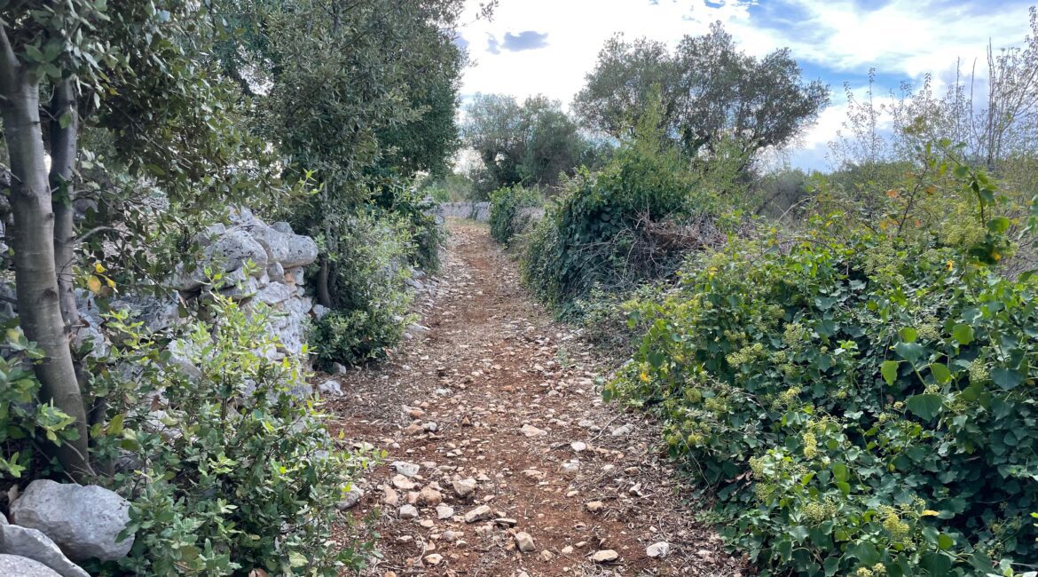 Terreno