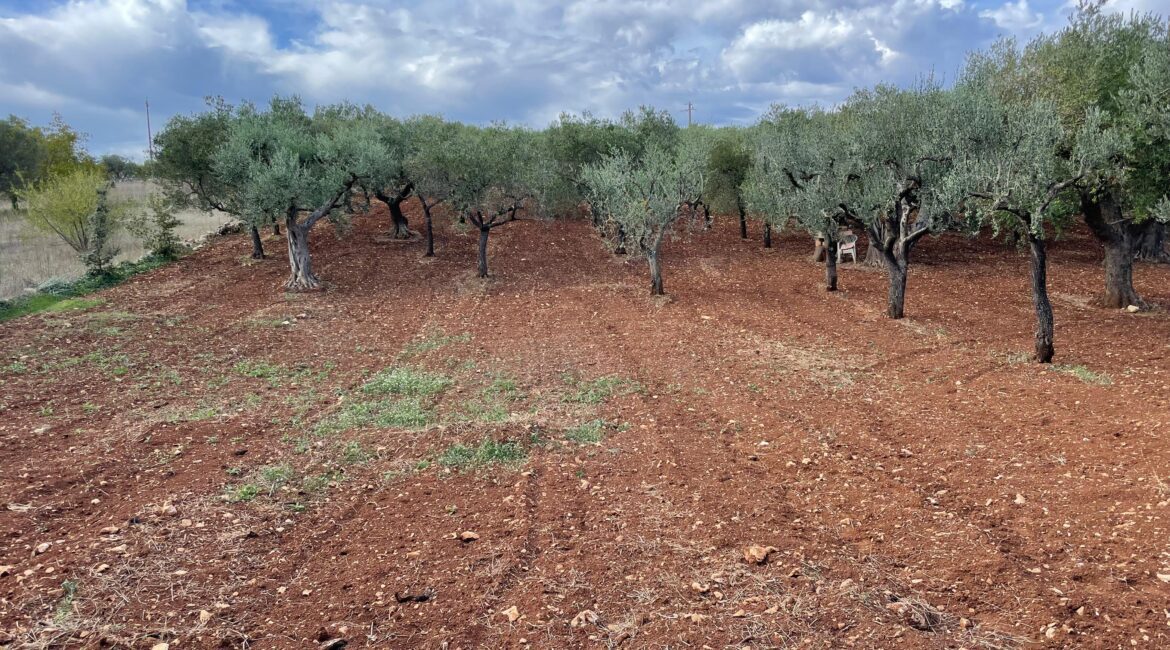 Terreno