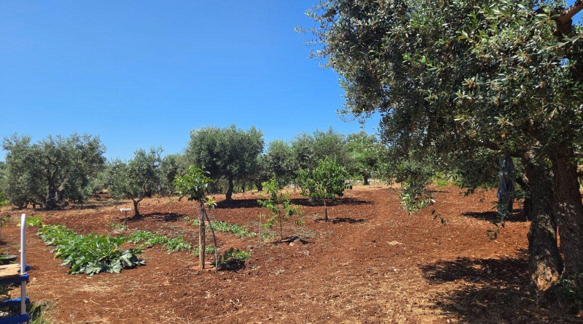 Terreno