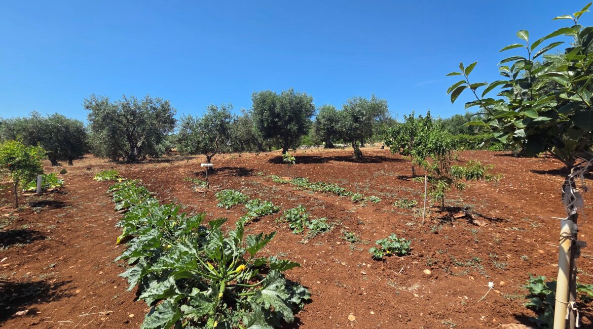 Terreno