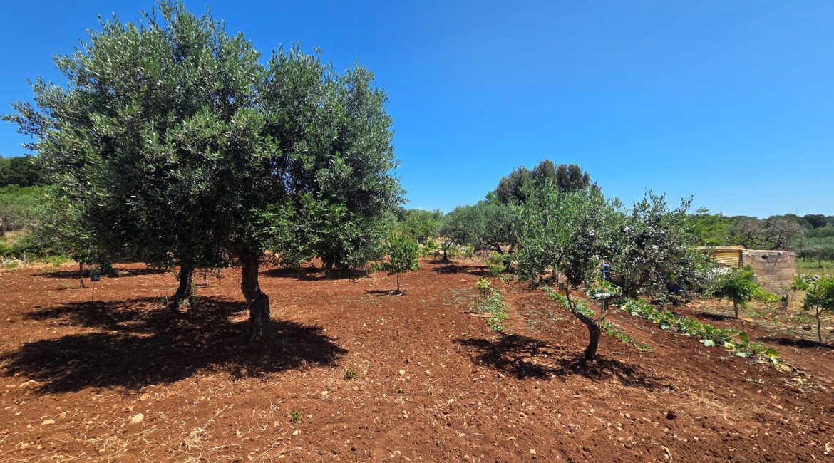 Terreno