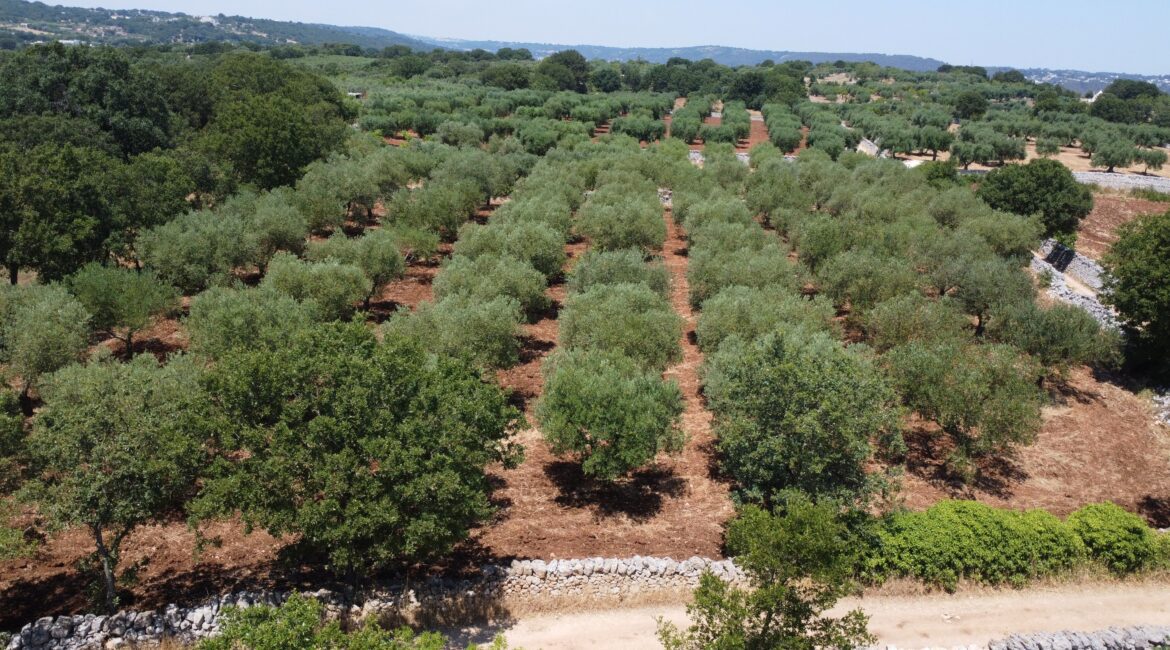 Terreno