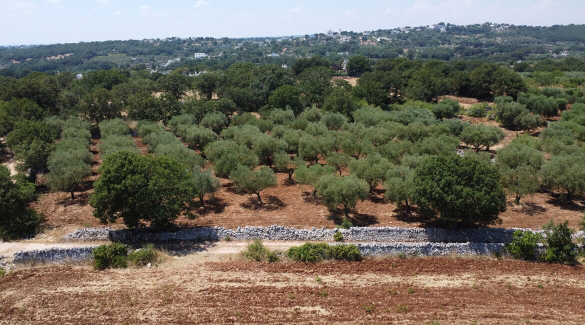 Terreno
