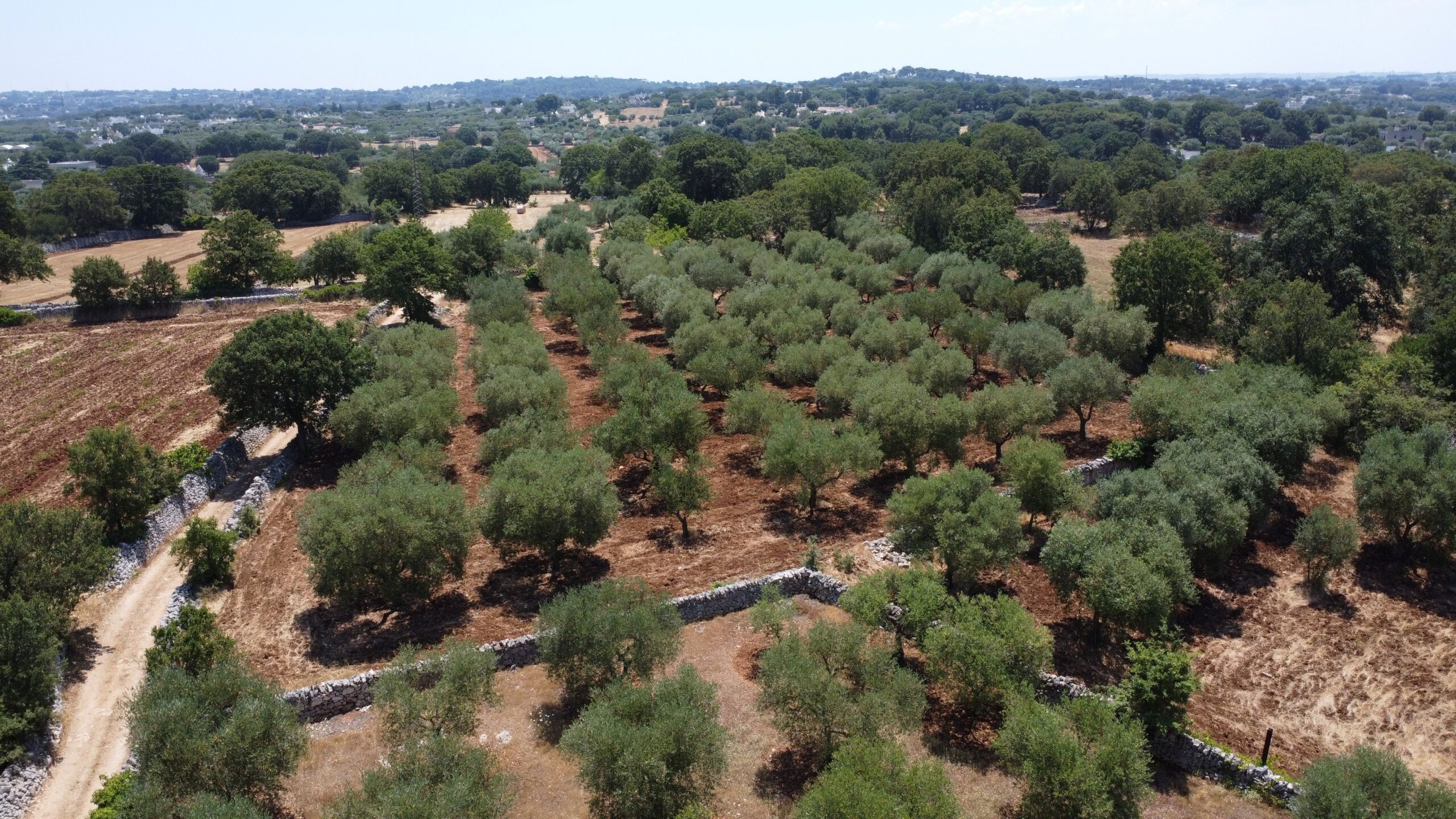 DJI_0184