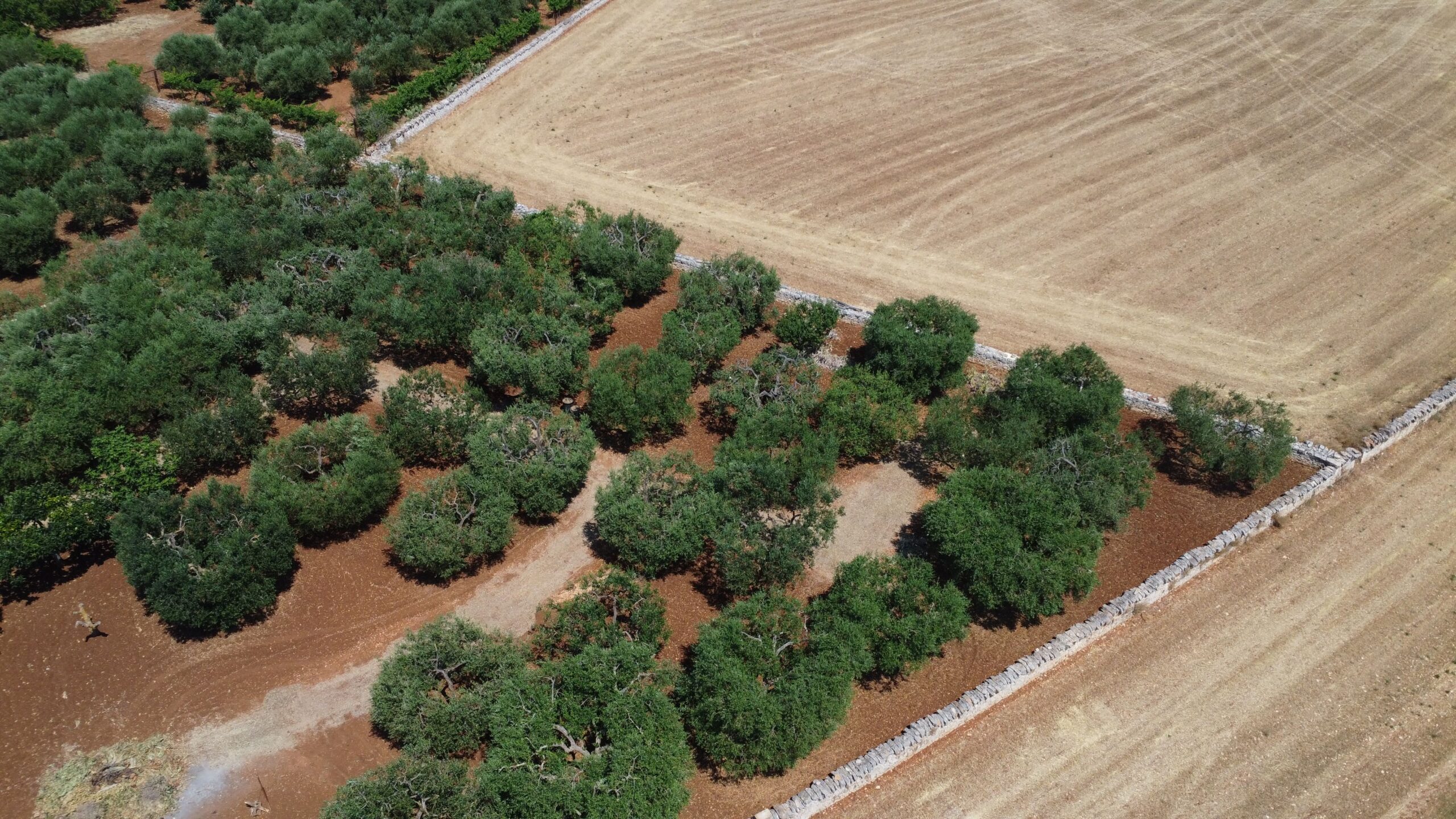 DJI_0641