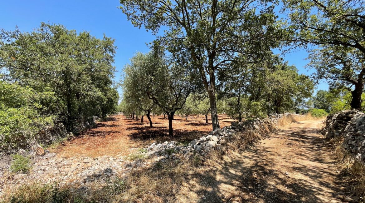 Terreno