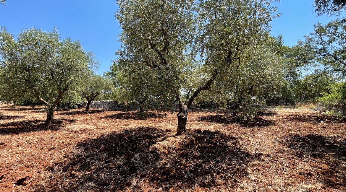 Terreno