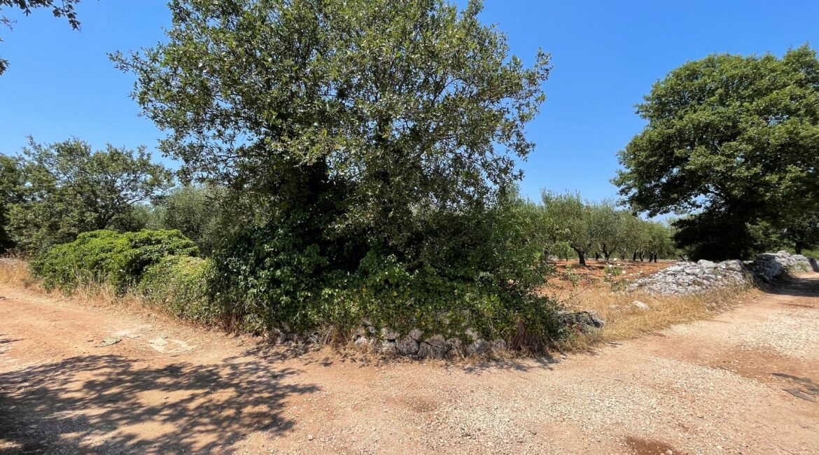 Terreno