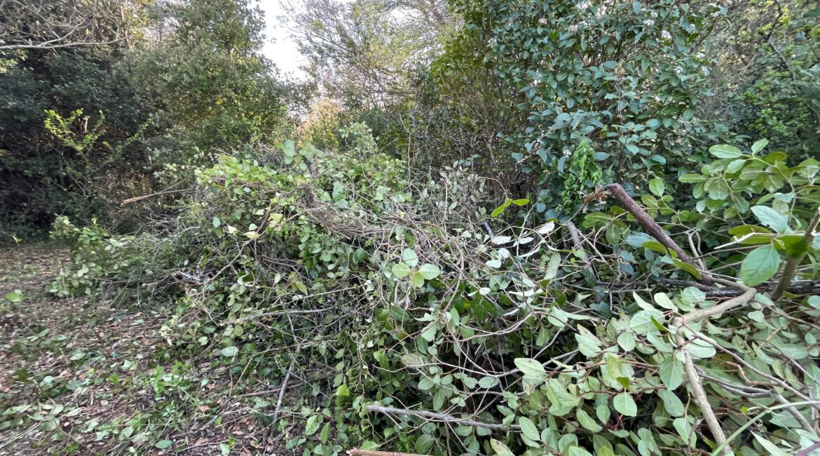 Terreno
