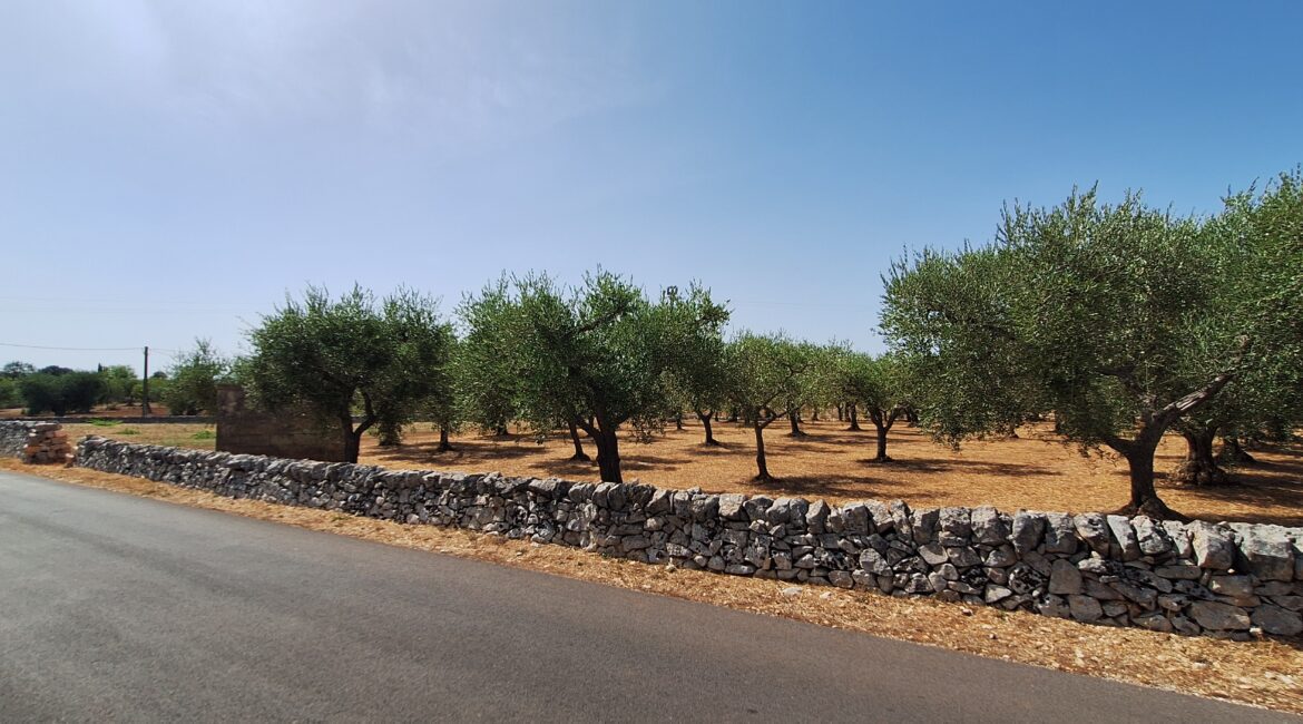 Terreno