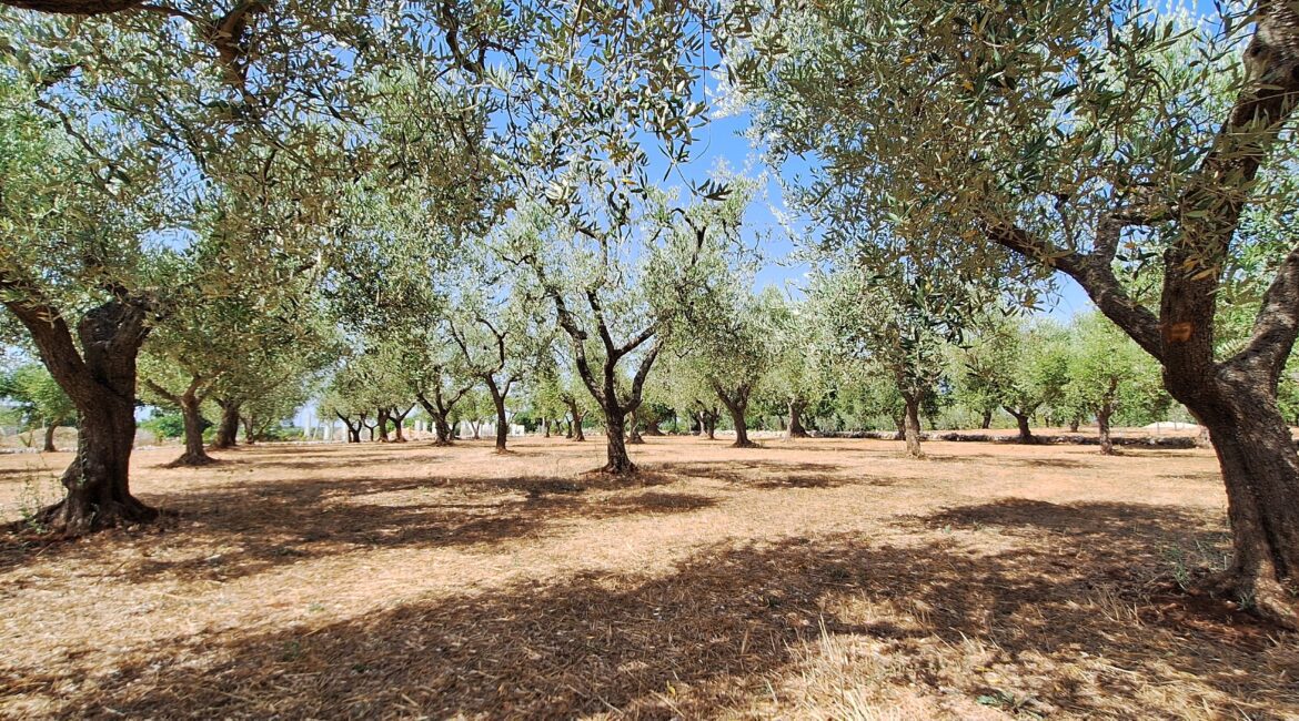 Terreno