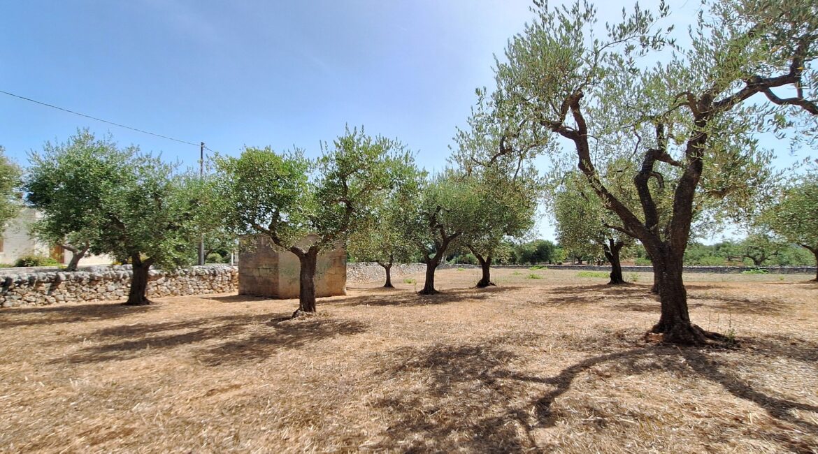 Terreno