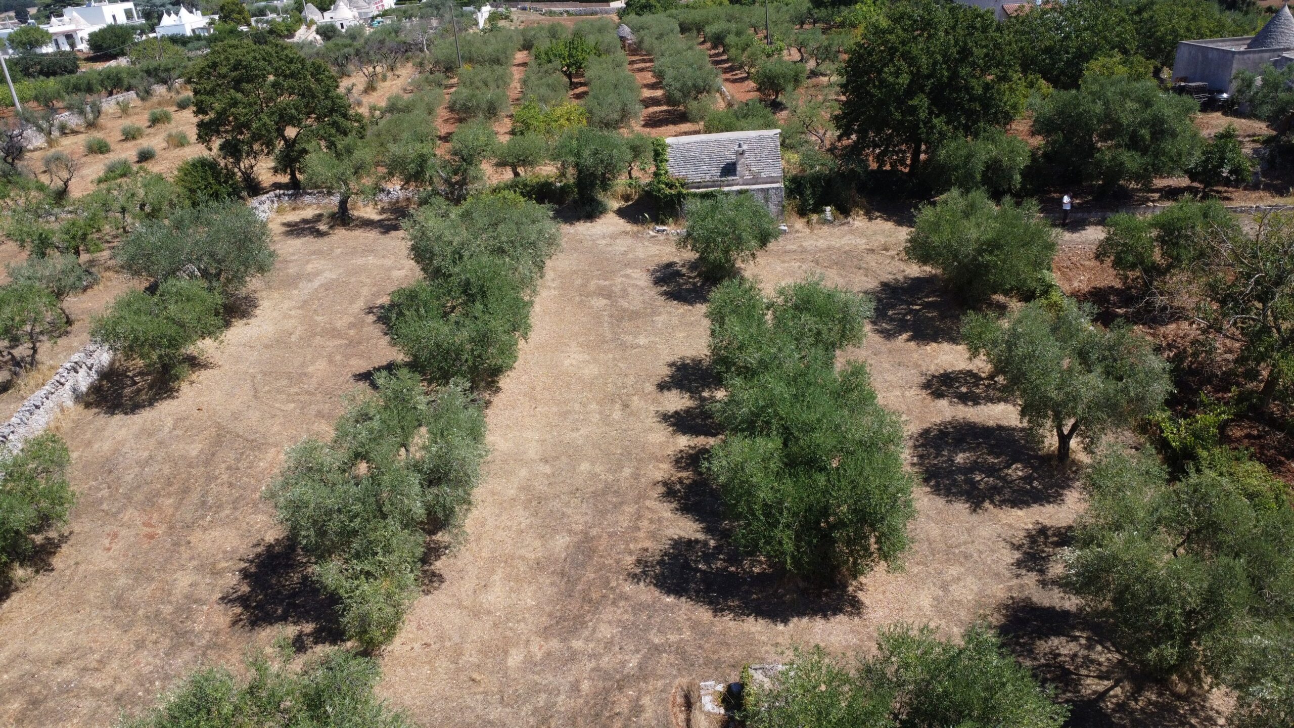 DJI_0246