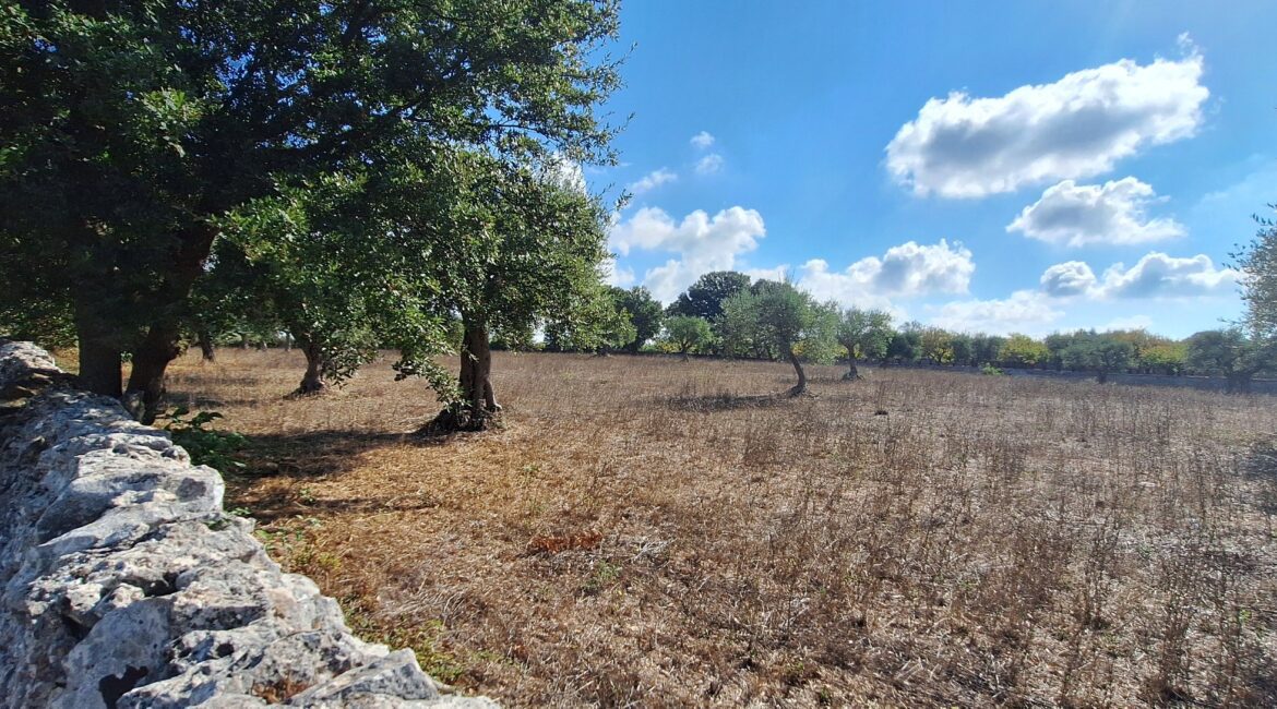 Terreno