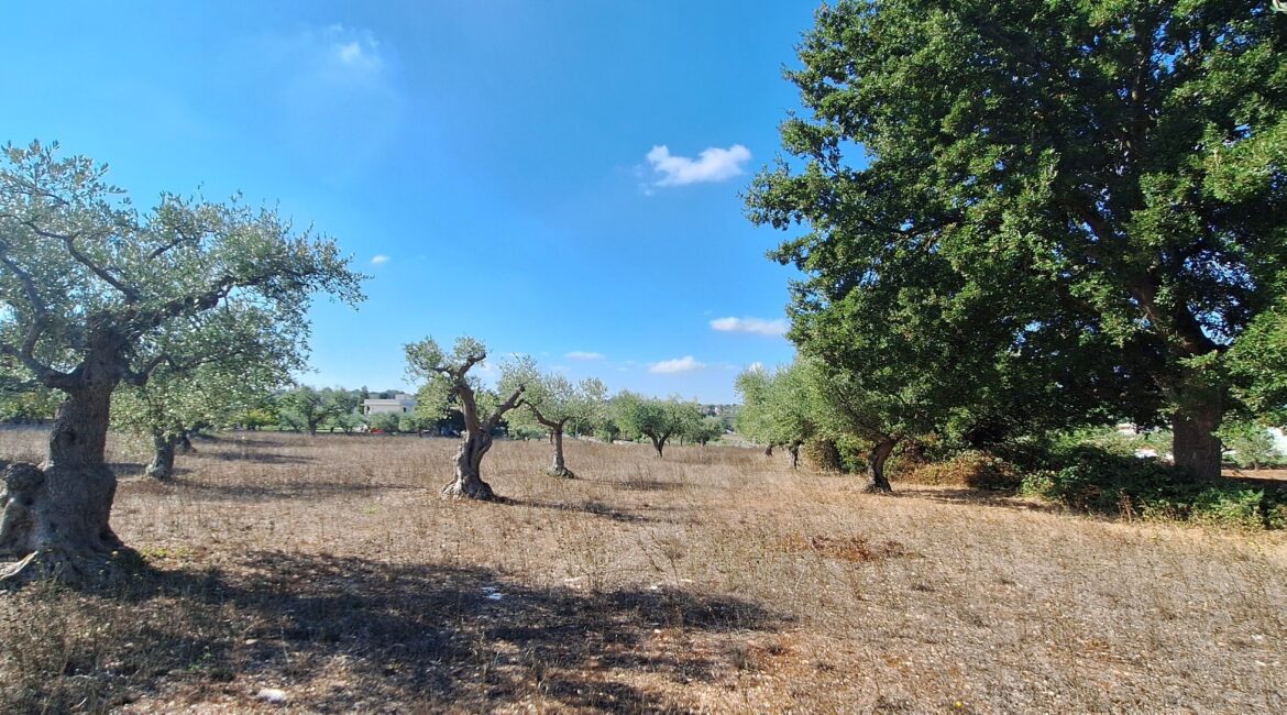 Terreno