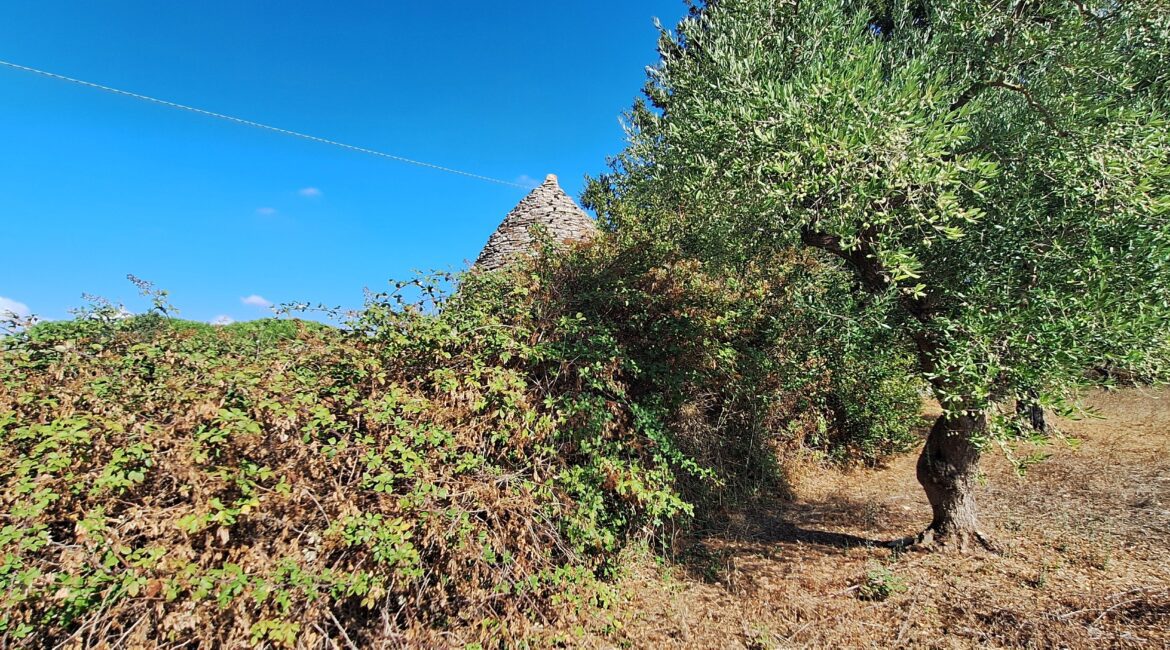 Terreno