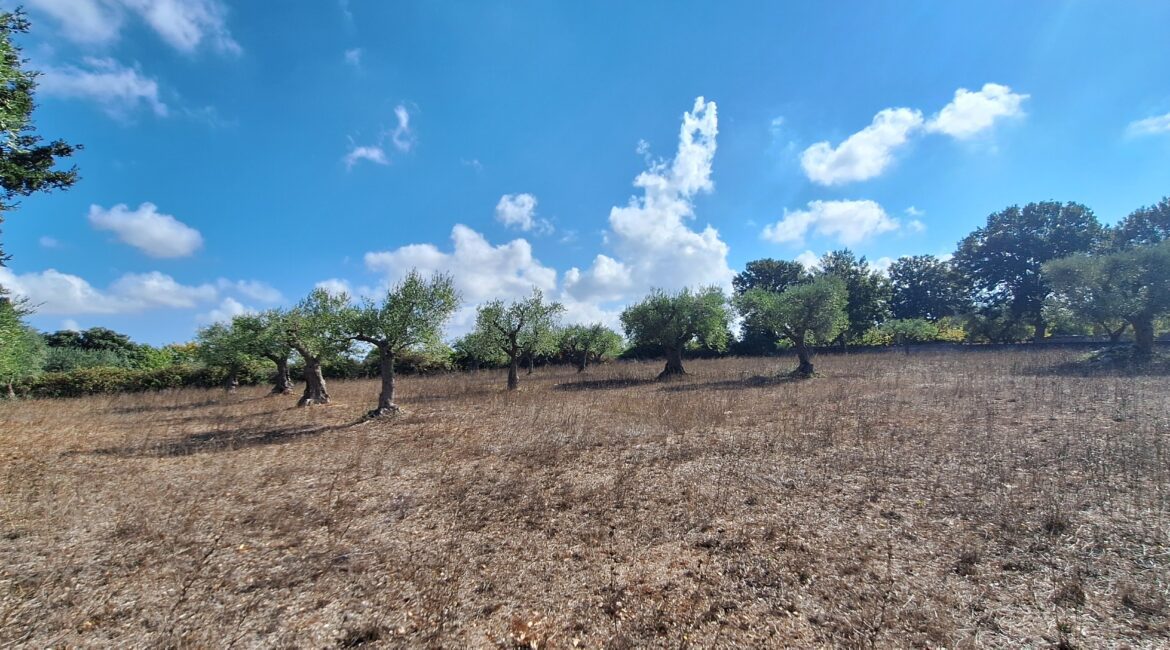 Terreno