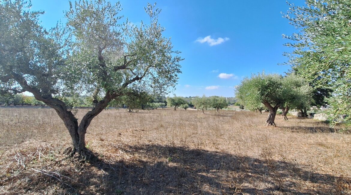 Terreno