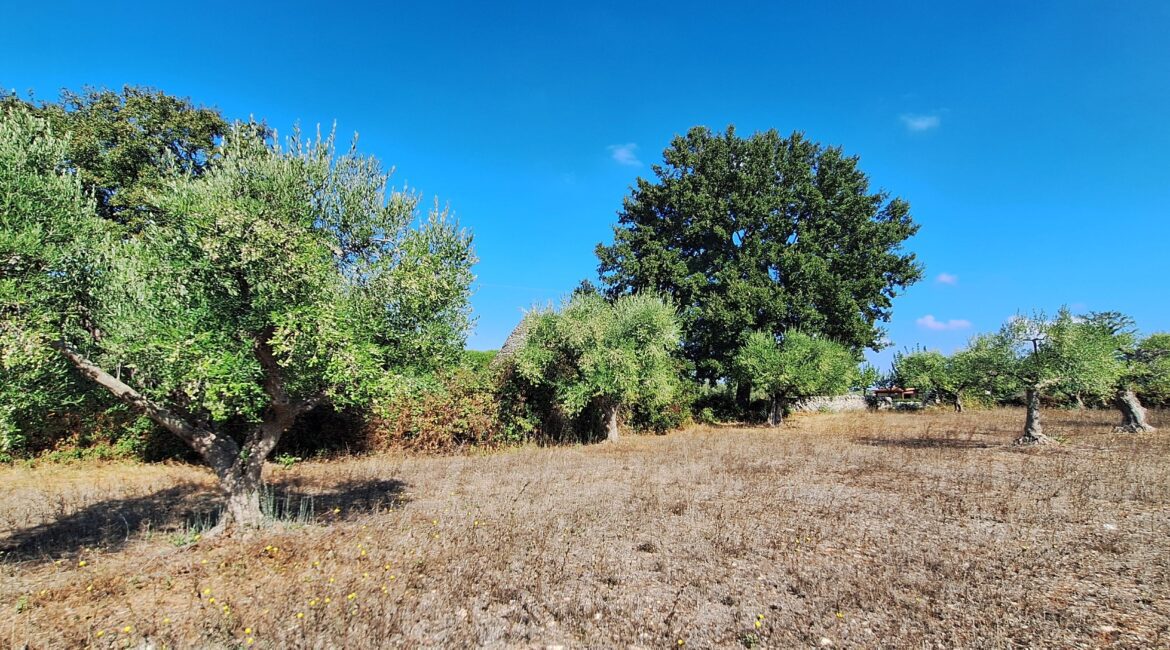 Terreno